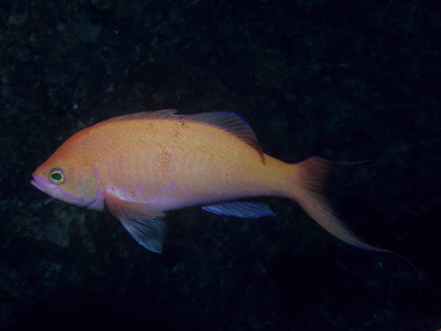 Pseudanthias caudalis